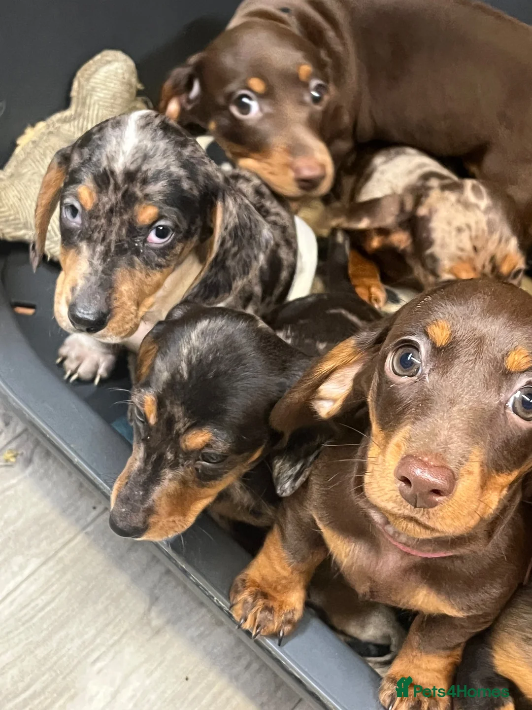 Miniature Dachshund dogs for sale: Beautiful Fully health check mini Dachshund pups - Advert 1
