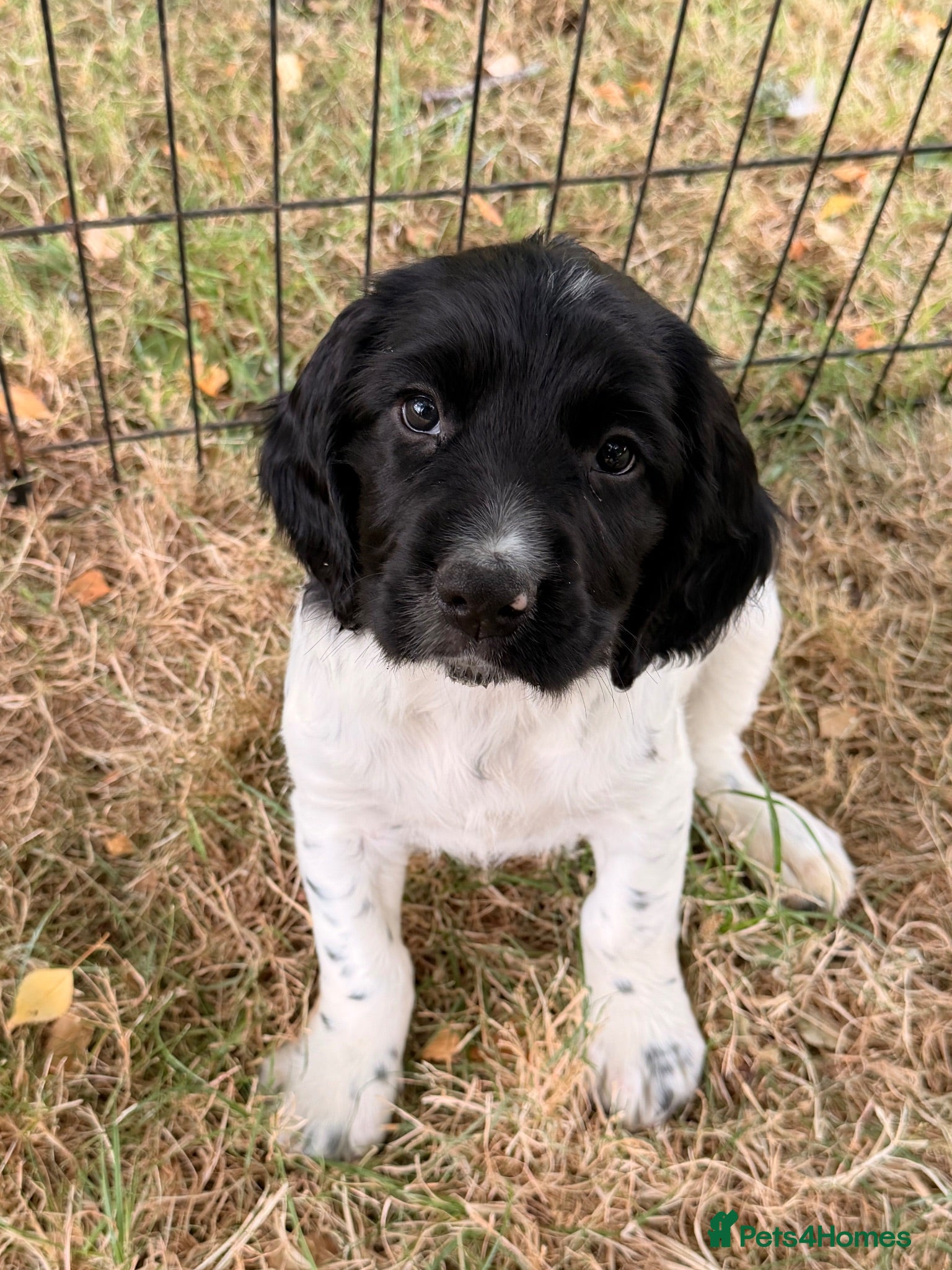 English Springer Spaniel dogs KC Registered Black & White ESS Puppies - Advert 2