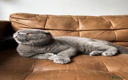 Scottish Fold cats for sale: Beautiful Scottish Fold - Blue Boy  - Image 3