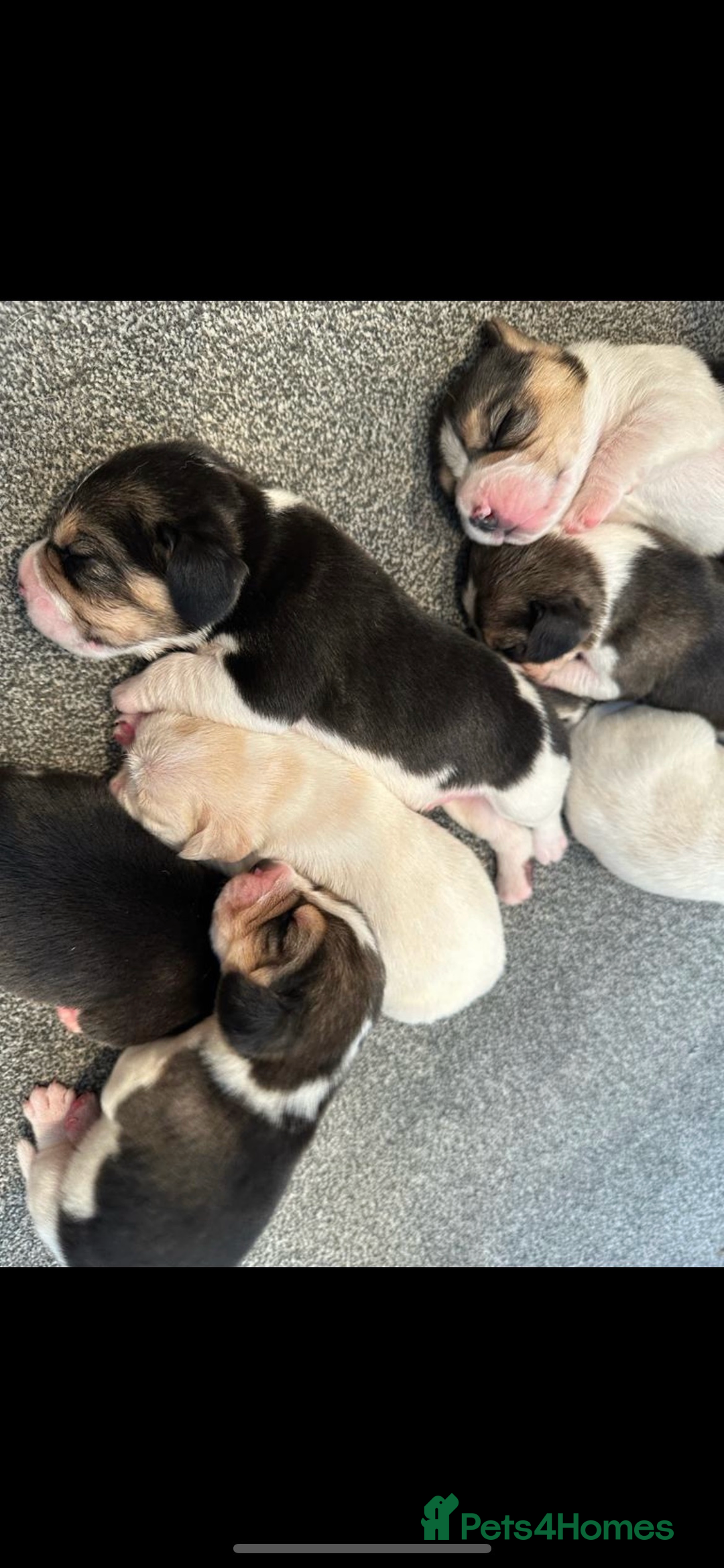 Beagle dogs for sale: Davicard/duffosee beagles - Image 5