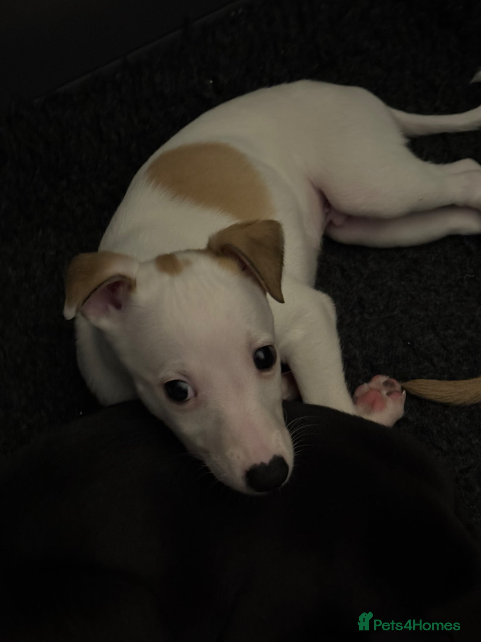 Whippet dogs White with fawn patches boy left. - Advert 5