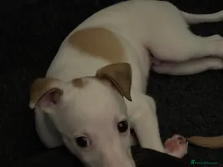 Whippet dogs White with fawn patches boy left. - Advert 5