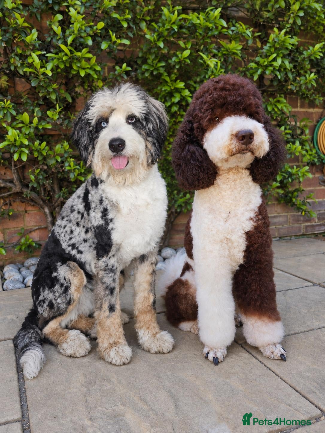 Bernedoodle dogs Bernedoodle F1B - Advert 1