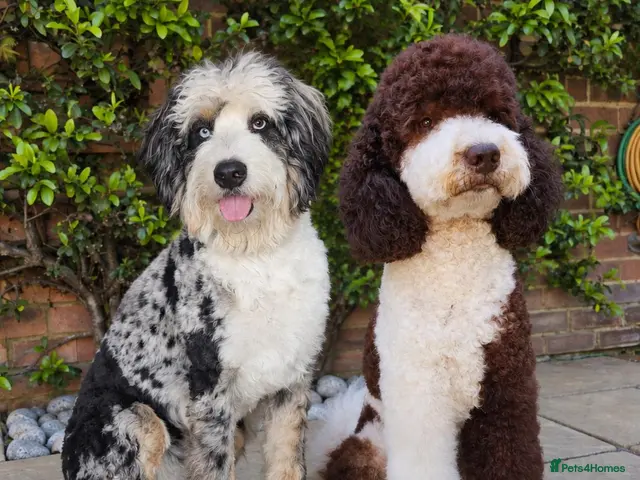 Bernedoodle dogs for sale: Bernedoodle F1B - Advert 1