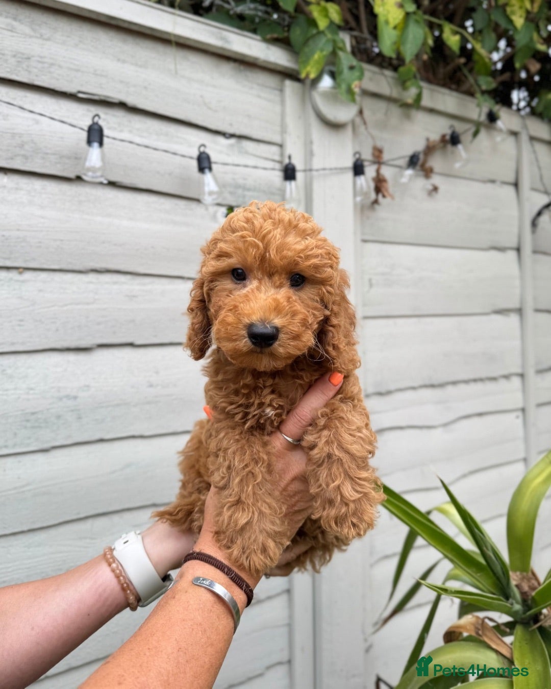 Poochon dogs GORGEOUS BOY LEFT - DNA & health tested - Advert 1
