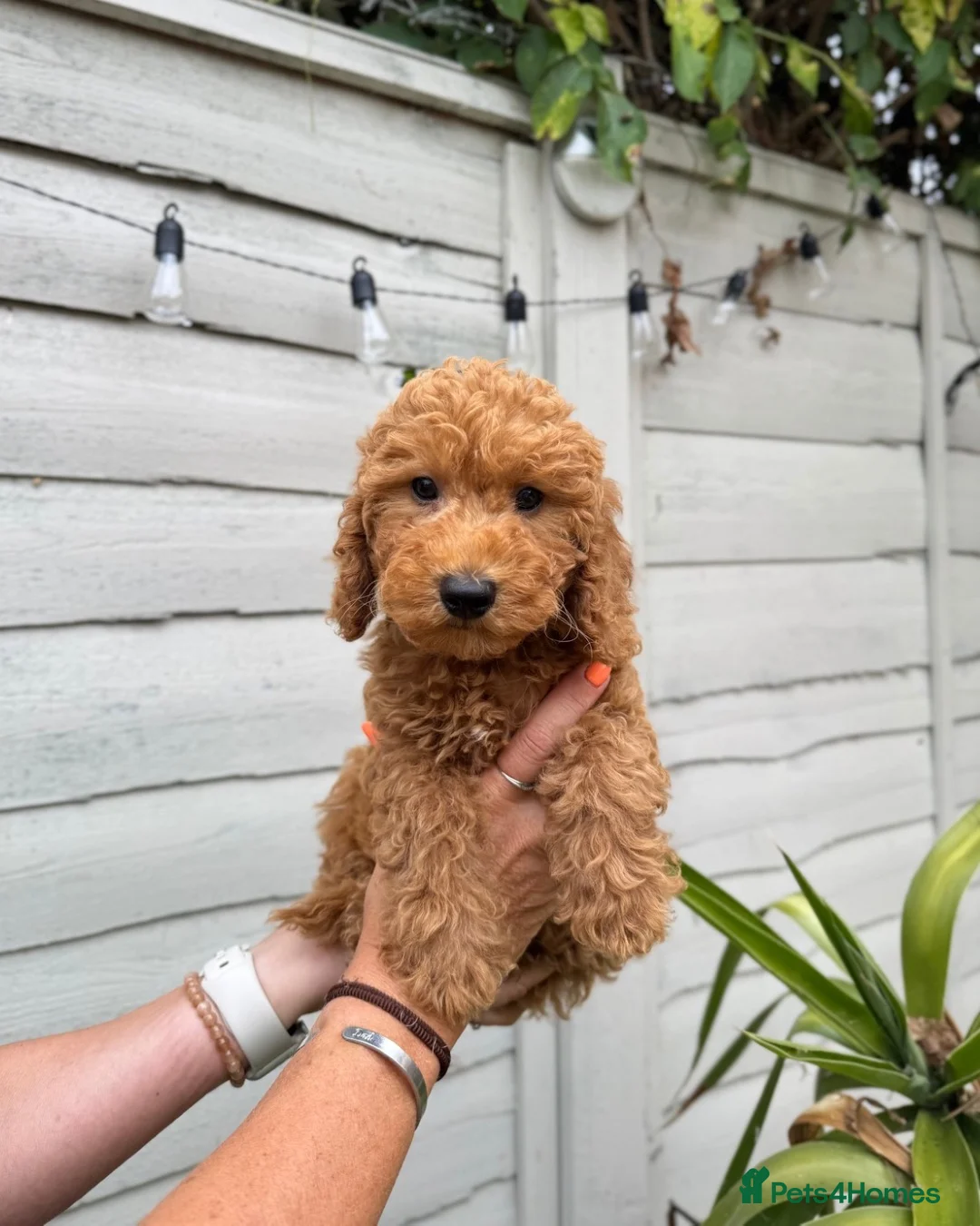 Poochon dogs for sale: GORGEOUS BOY LEFT - DNA & health tested - Advert 2