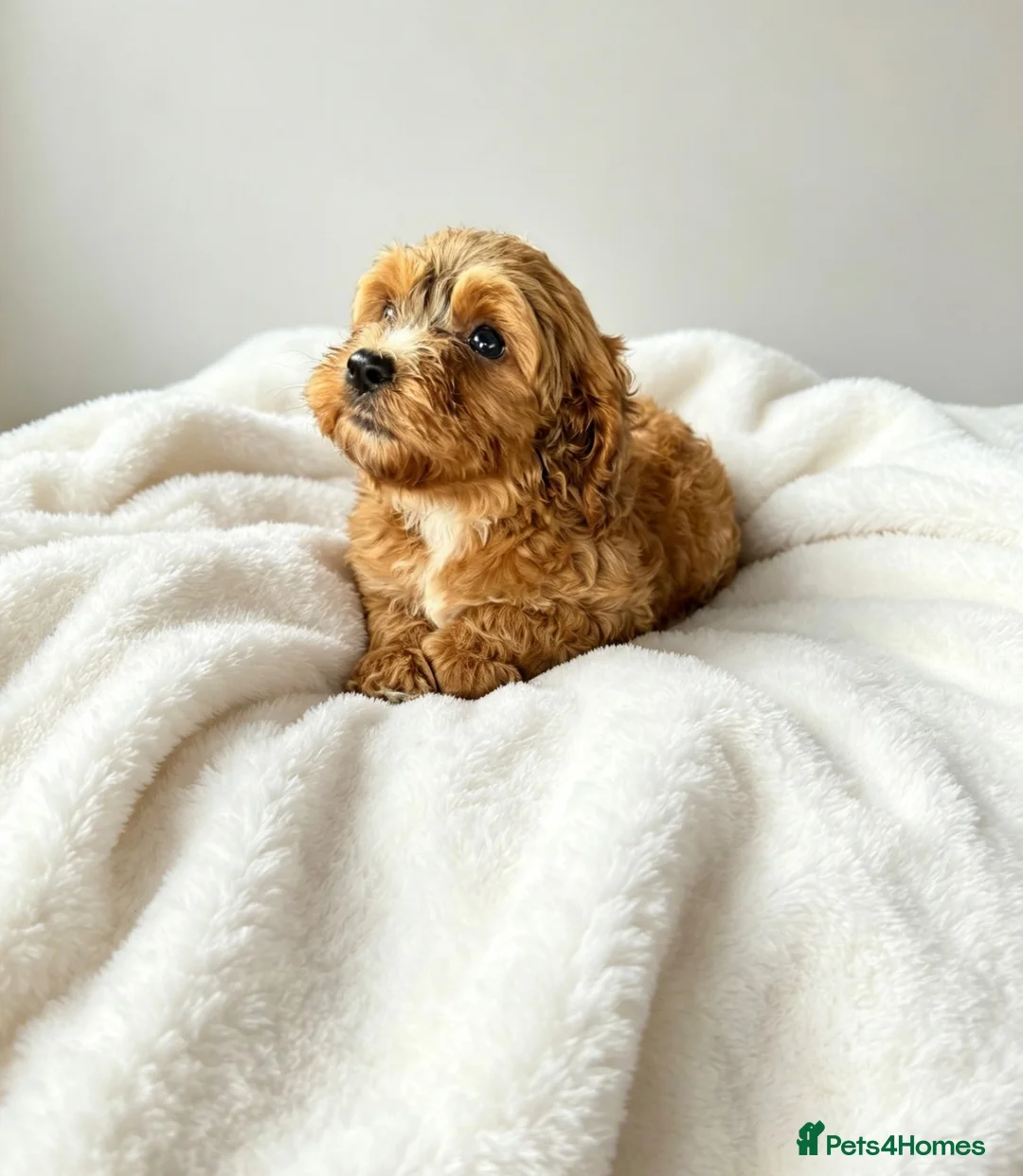 Cockapoo dogs for sale: F1 Showtype Cockapoo - Advert 26