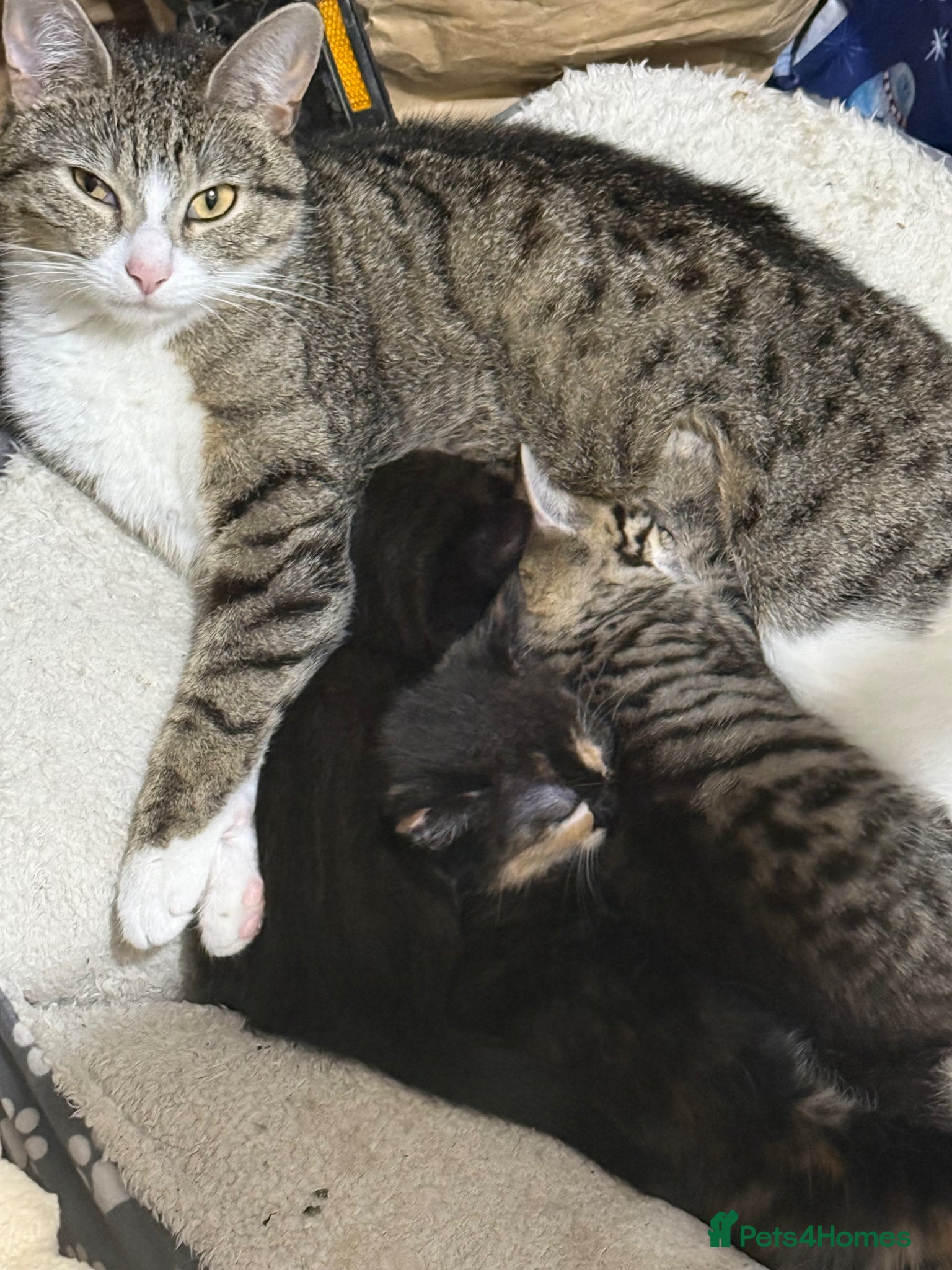 Mixed Breed cats Beautiful tabby mixed kittens - Advert 10