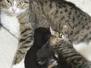 Mixed Breed cats Beautiful tabby mixed kittens - Advert 1