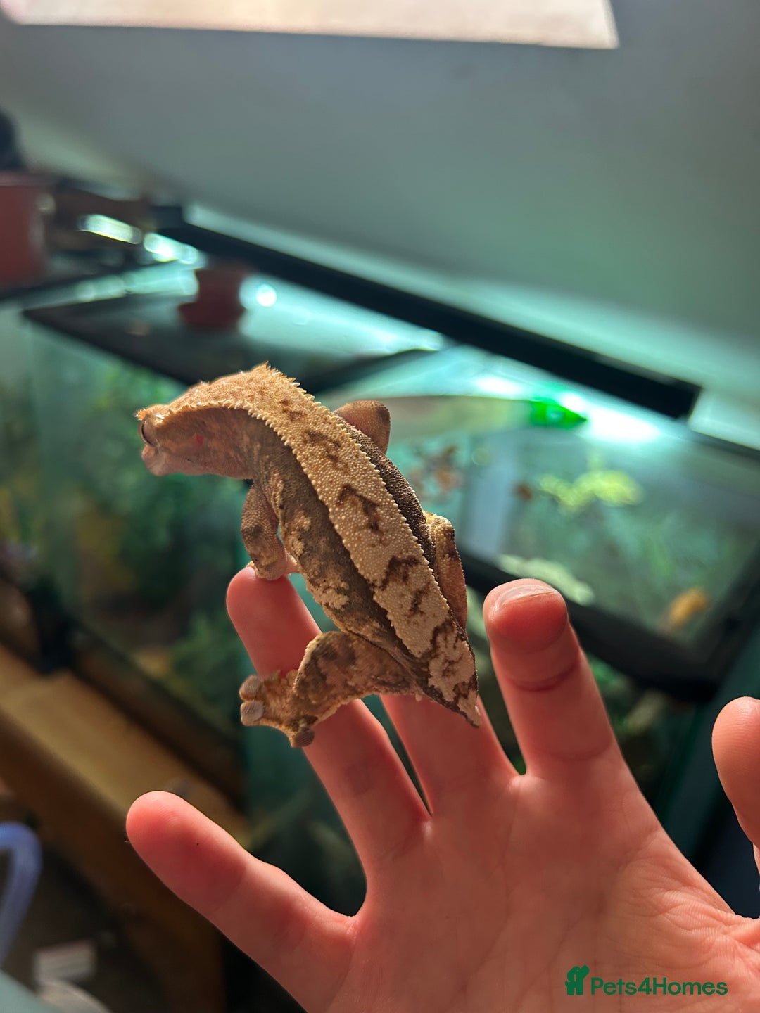 Gecko reptiles for sale: Female crested gecko with full vivarium - Image 2