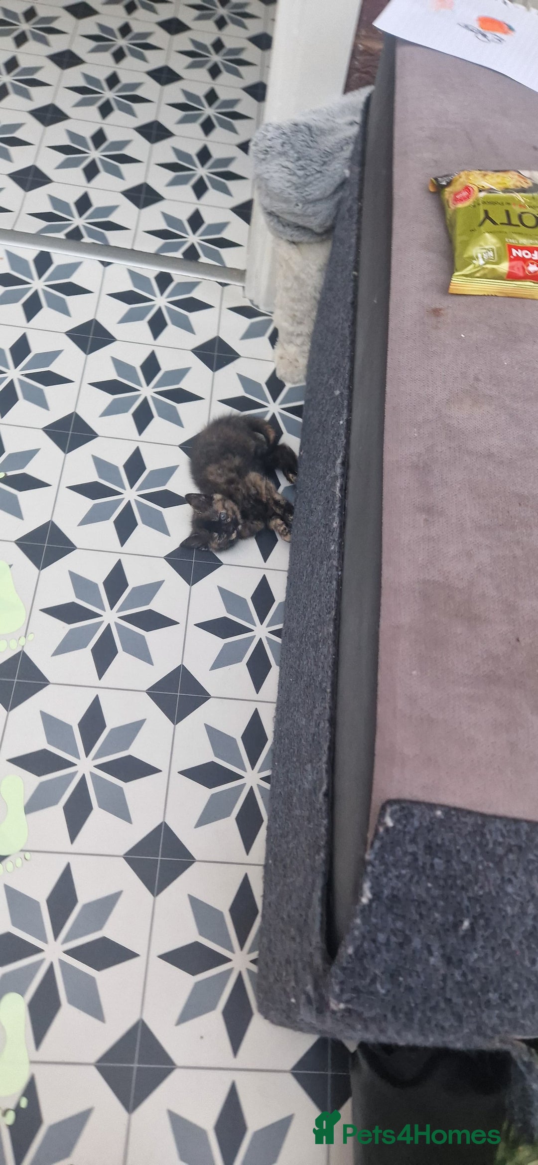 Mixed Breed cats for sale: 5 little kittens(2 calico girls +3 ginger males)  - Advert 2