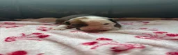 Mixed Breed dogs for sale: Old tyme/ old english bulldogs - Advert 22