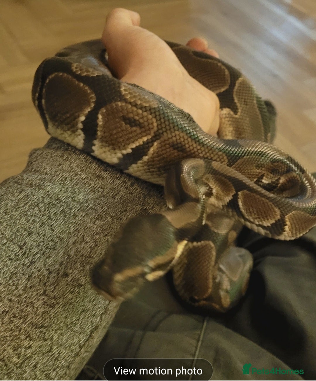 Python Snake reptiles Royal Python with full set up - Advert 1