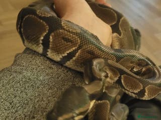 Python Snake reptiles Royal Python with full set up - Advert 1