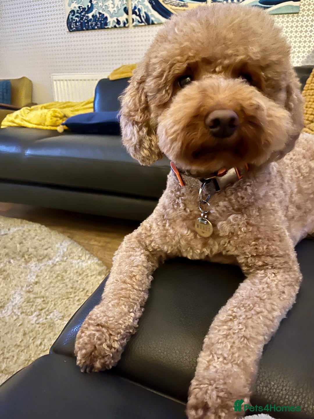 Miniature Poodle dogs for sale: Red miniature poodle pups-parentsDNA health tested - Advert 5