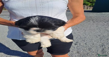 Lhasapoo dogs - Advert 5