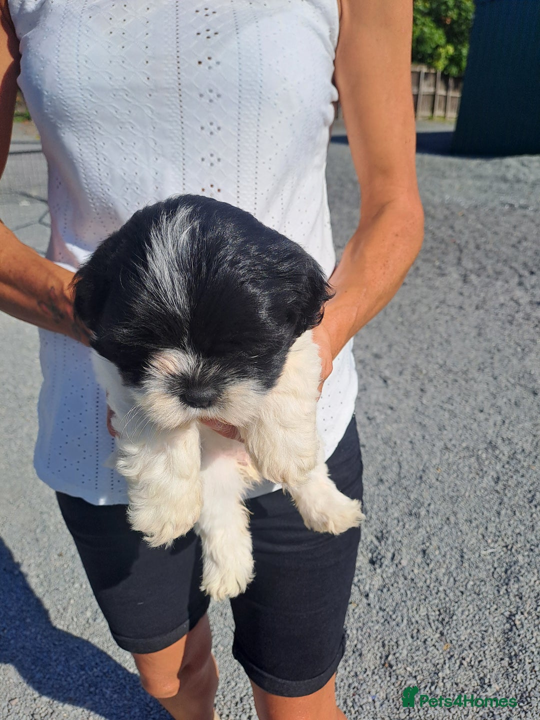 Lhasapoo dogs for sale: Lhaspoo Puppies  - Image 2