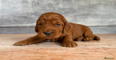 Cockapoo dogs - Advert 11