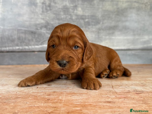 Cockapoo dogs - Advert 15