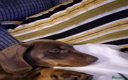 Dachshund dogs for sale: Chocolate tan male dachshund puppy - Image 14