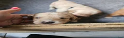 Mixed Breed dogs for sale: 9 beautiful Beagador/minituare poodle puppies - Advert 13