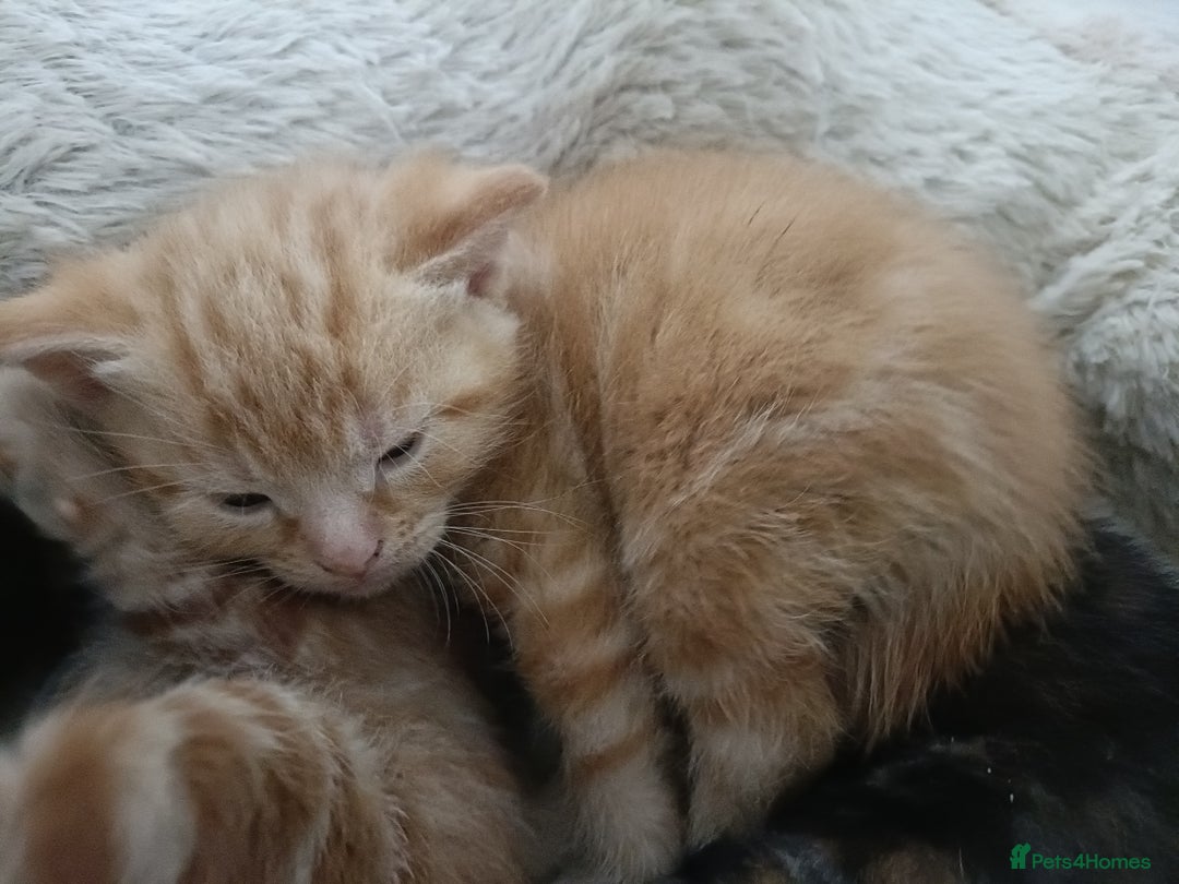 Mixed Breed cats for sale: Sweet kittens for sale - Image 25