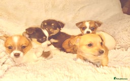 Jack Russell dogs for sale: Miniature jack Russel  - Image 4