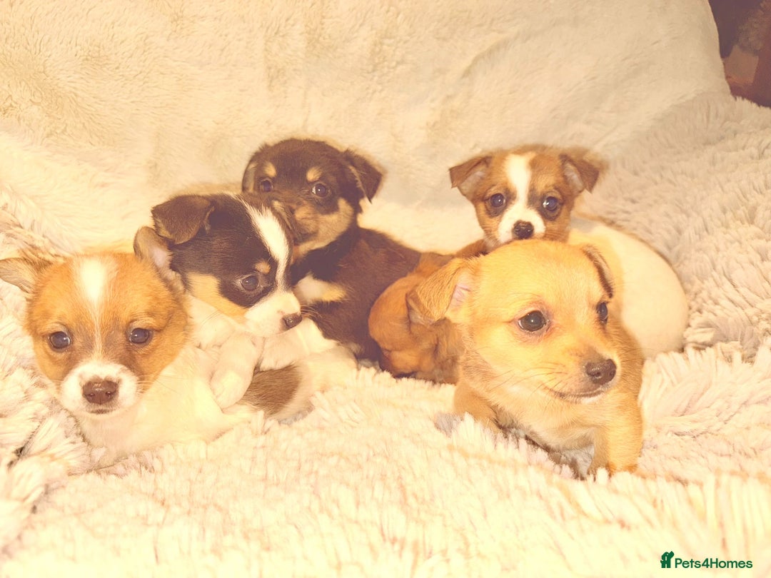 Jack Russell dogs for sale: Miniature jack Russel  - Image 4