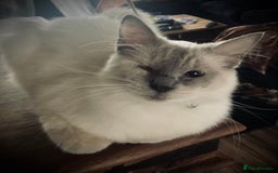 Ragdoll cats for sale: Beautiful Ragdoll looking for a loving home - Image 1