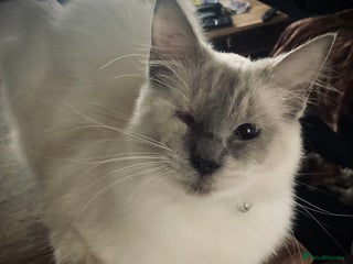 Ragdoll cats - Advert 8