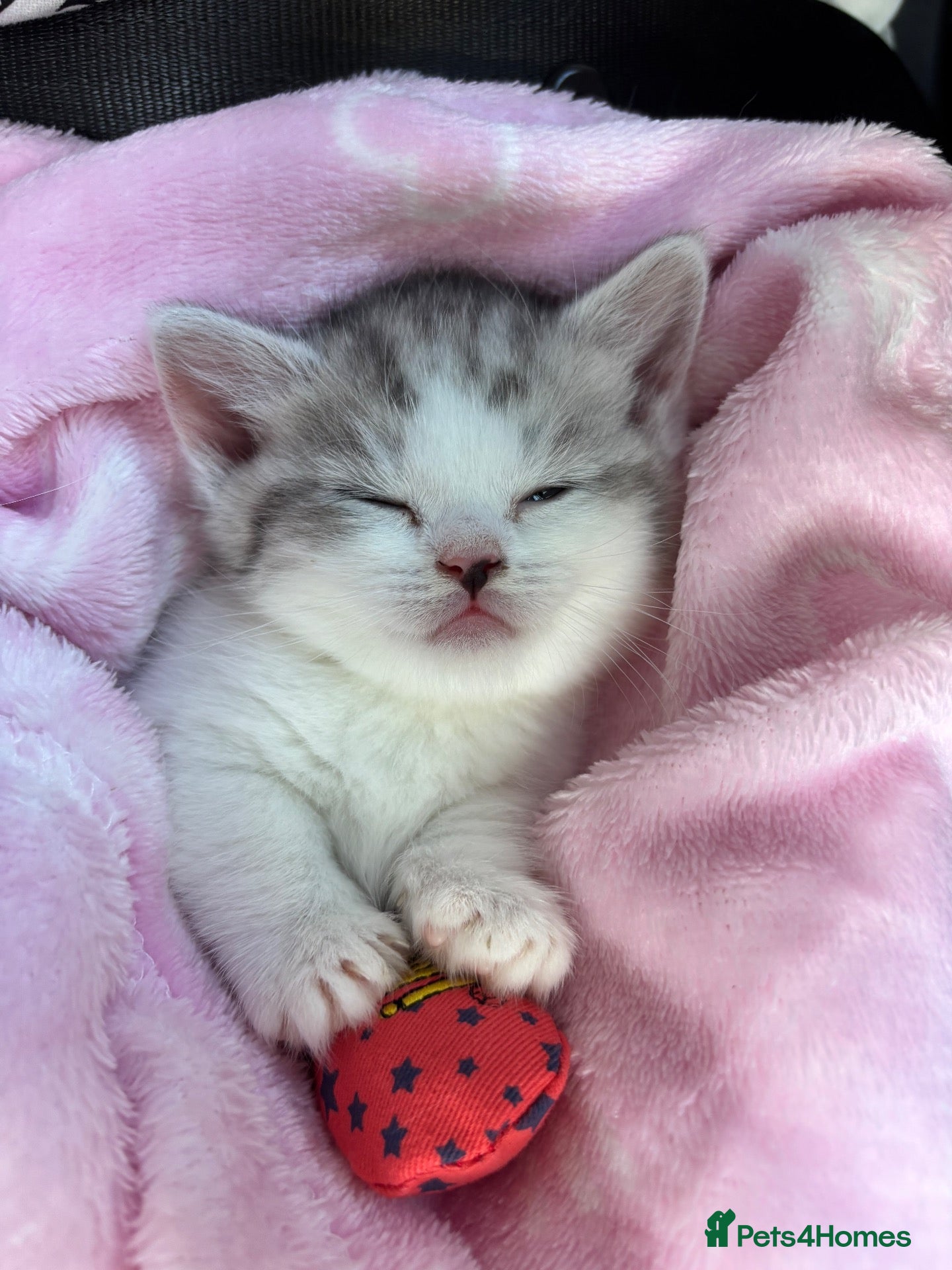Munchkin cats ✨ **A Truly Special Tiny BSH Munchkin Girl** ✨ - Advert 13