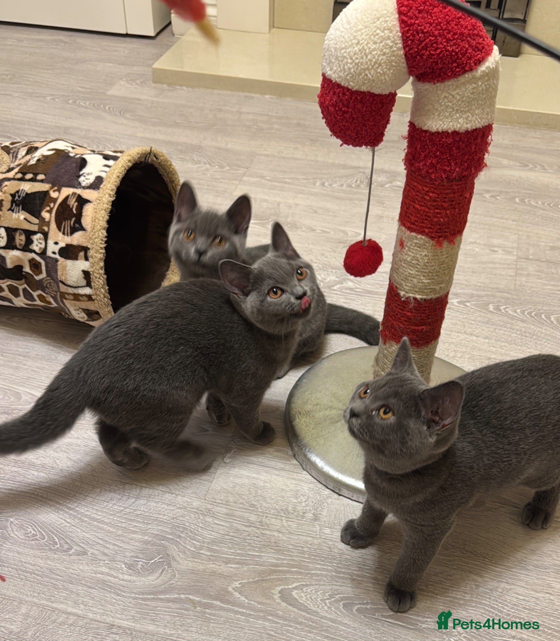 British Shorthair cats Beautiful  Blue British Shorthair Kittens  - Advert 1