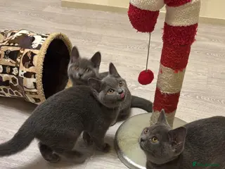 British Shorthair cats Beautiful Blue British Shorthair Kittens - Advert 1