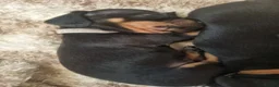 Miniature Dachshund dogs for sale: Gorgeous Miniature Dachschund puppies - Advert 6