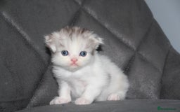 Scottish Fold cats for sale: Six wonderful Scottish Fold/straight kittens - Image 3