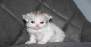 Scottish Fold cats - Advert 1