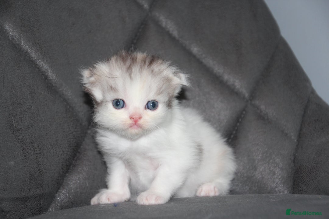 Scottish Fold cats for sale: Six wonderful Scottish Fold/straight kittens - Image 3