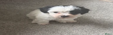 Shihpoo 1