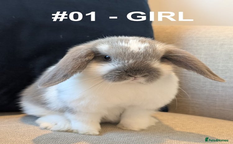 Mini Lop rabbits - Advert 2