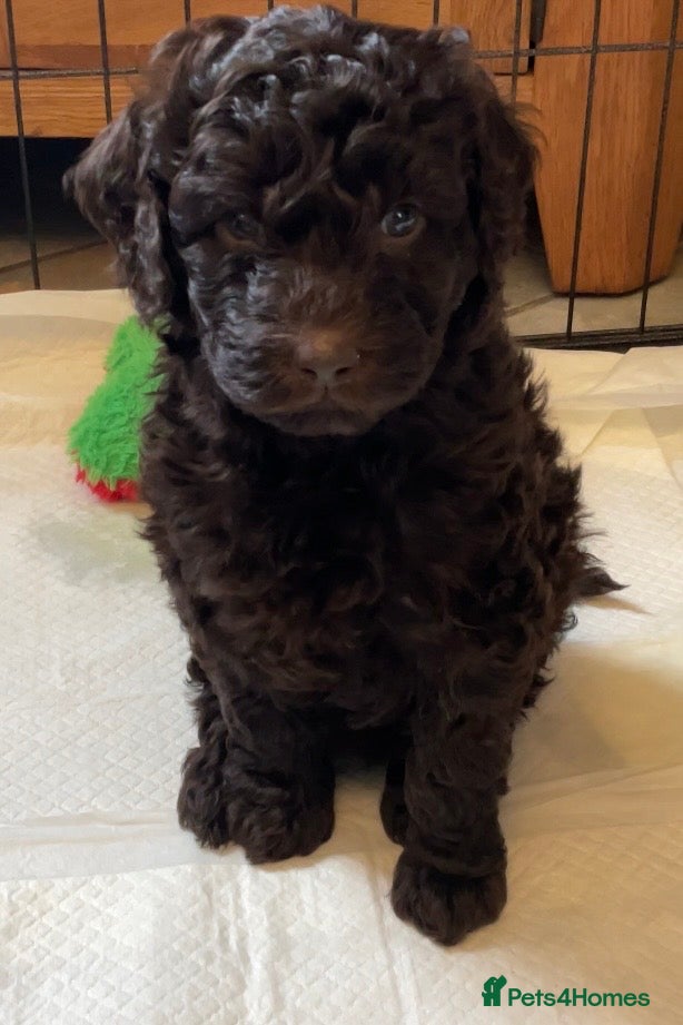 Labradoodle dogs for sale: LAST 3 LARGE PREMIUM MULTIGEN DOUBLE DOODLES 🐾🐾 - Advert 8