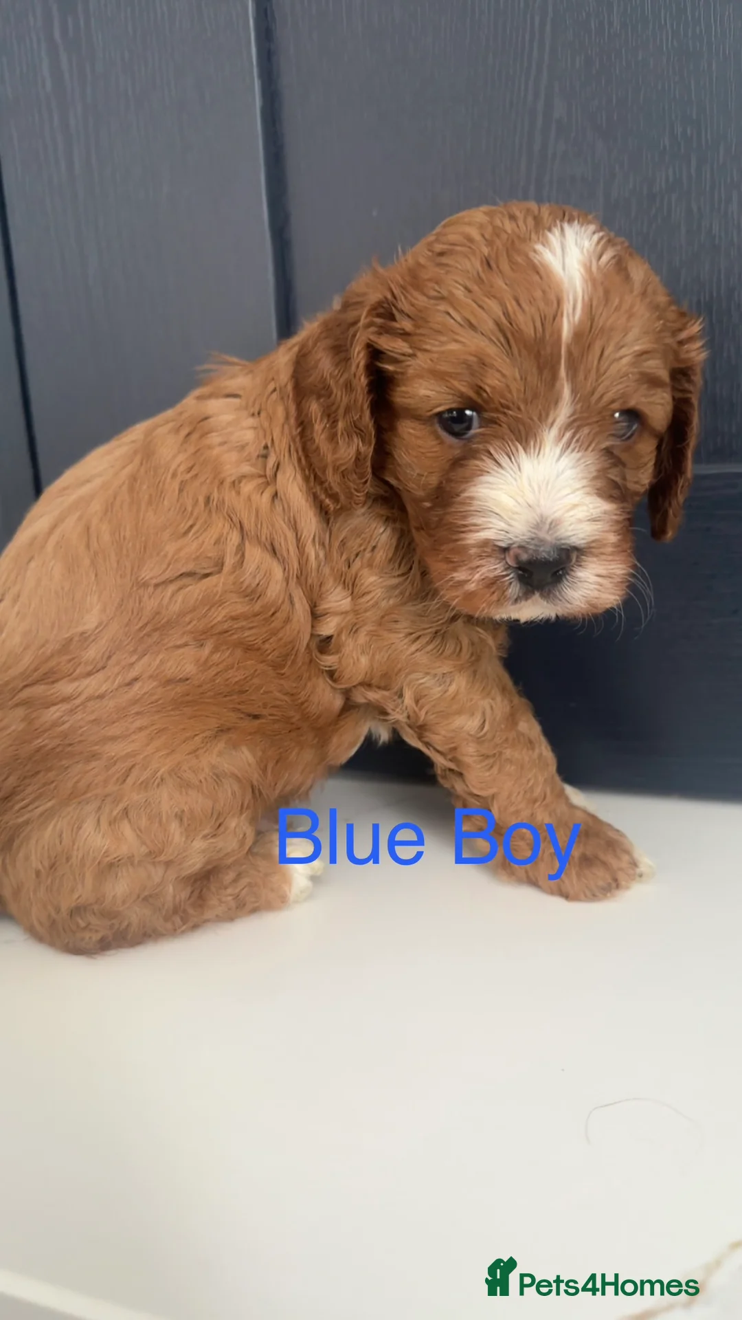 Cavapoo dogs for sale: F1 Cavapoo Puppies (Licenced Breeder) ⭐️⭐️⭐️⭐️⭐️ - Advert 18