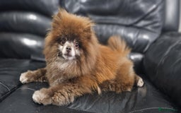 Pomeranian dogs for stud: Chocolate Proven Pomeranian Boy - Image 4