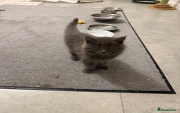 Maine Coon cats for sale: Beautiful Mainecoon kittens - Image 6