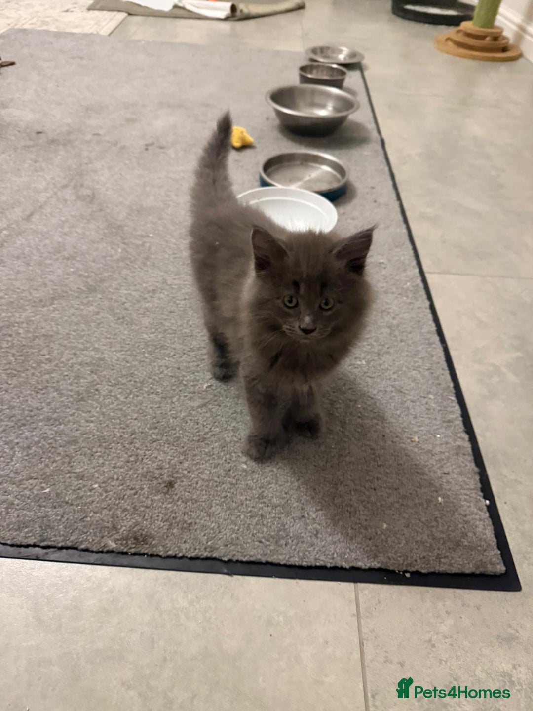 Maine Coon cats for sale: Beautiful Mainecoon kittens - Image 6