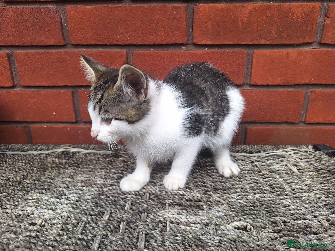 British Shorthair cats for sale: beautiful kittens available to pick up - Image 29