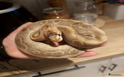 Snake reptiles for sale: Male champagne royal python  - Image 2