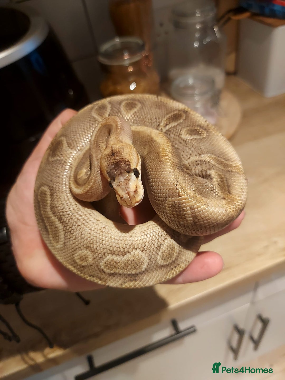 Snake reptiles for sale: Male champagne royal python  - Image 2