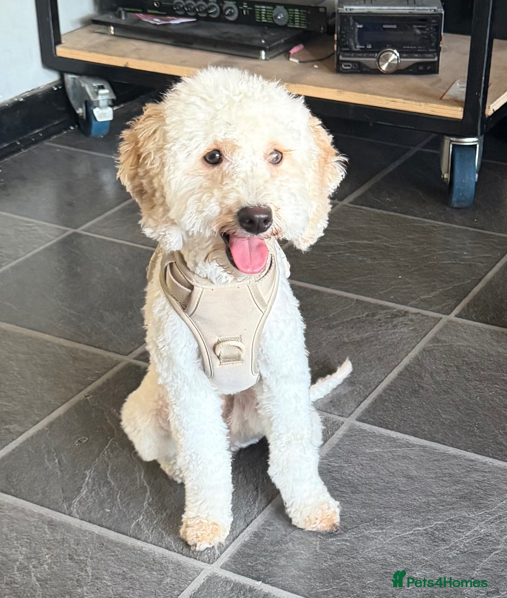 Cavapoo dogs Female Cavapoo Puppy Looking for a New Home  - Advert 7