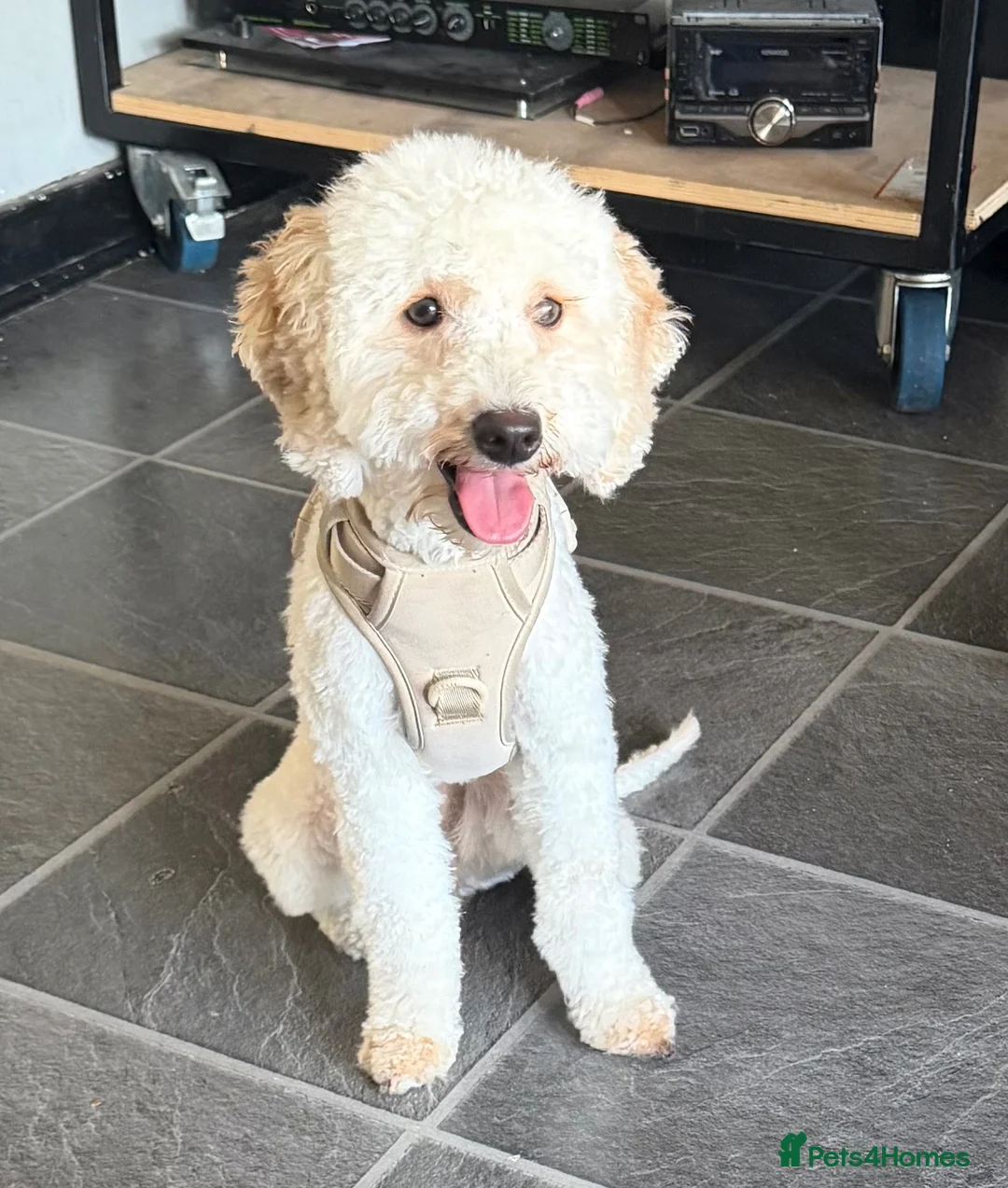Cavapoo dogs for sale: Female Cavapoo Puppy Looking for a New Home  in London - Advert 1