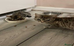Mixed Breed cats for sale: Adorable Female Kitten for Sale! 🐾 - Image 1